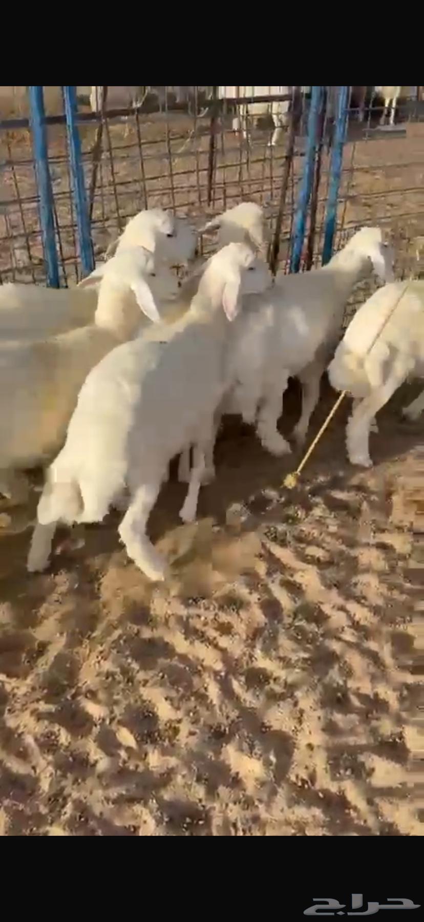 للبيع بهم بري شحم وشعره64404319847299110