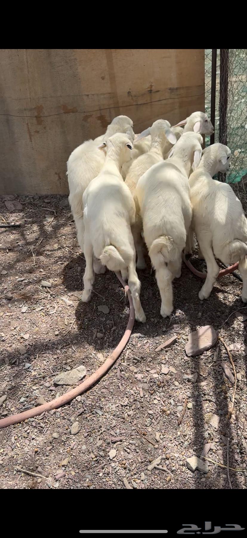 طليان تربيه فاخره64402119806210114