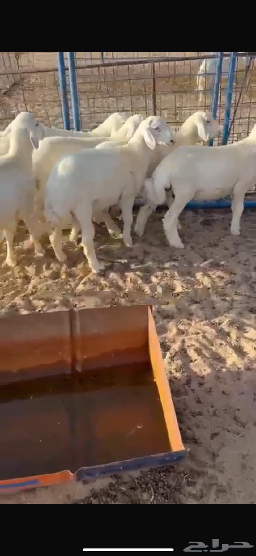 للبيع بهم بري شحم وشعره64404319847299112