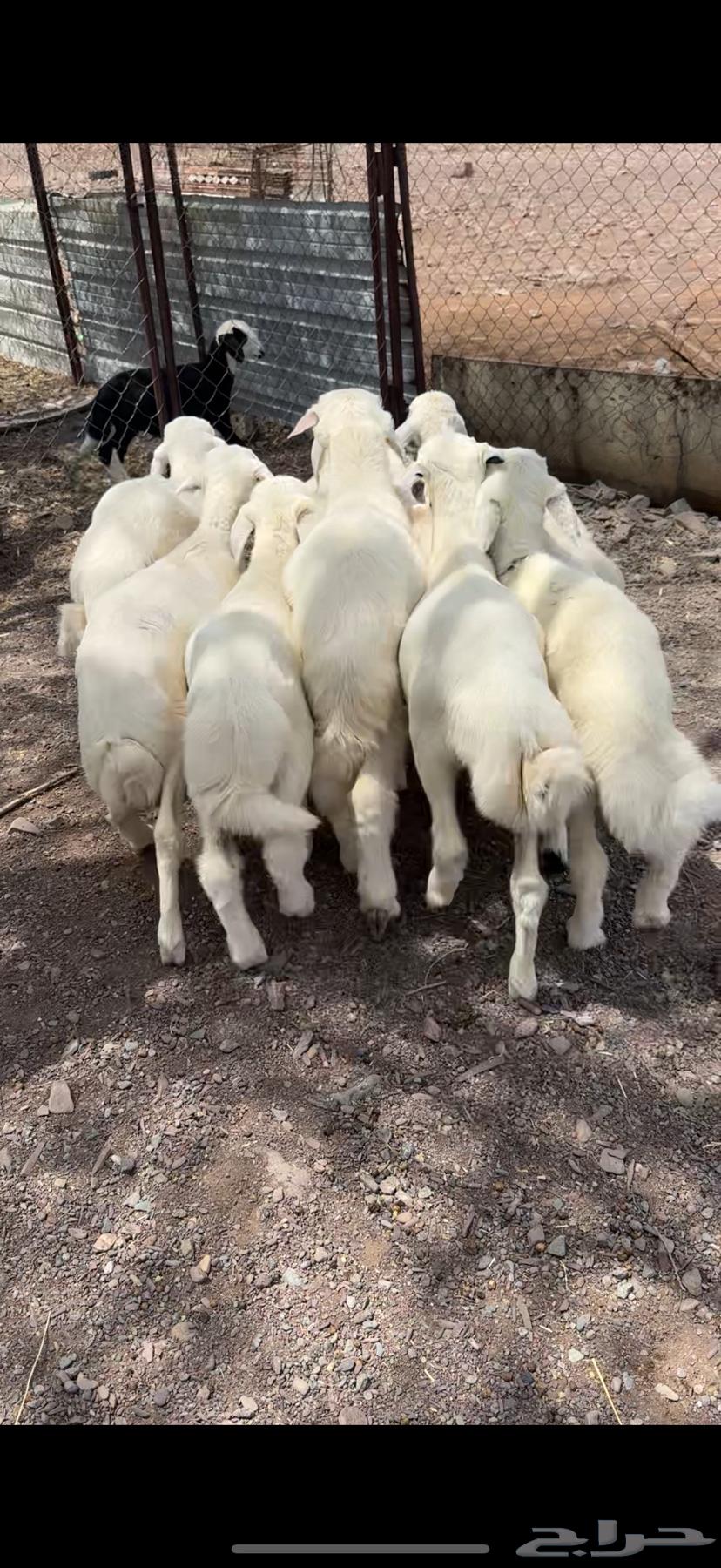 طليان تربيه فاخره64402119806210110