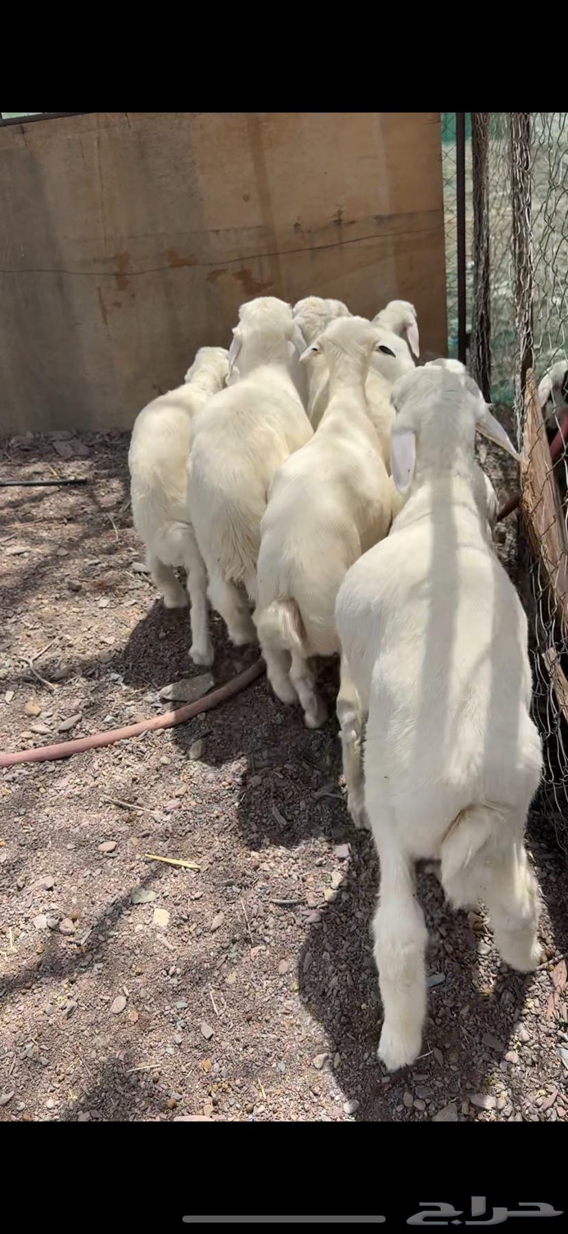 طليان تربيه فاخره64402119806210113