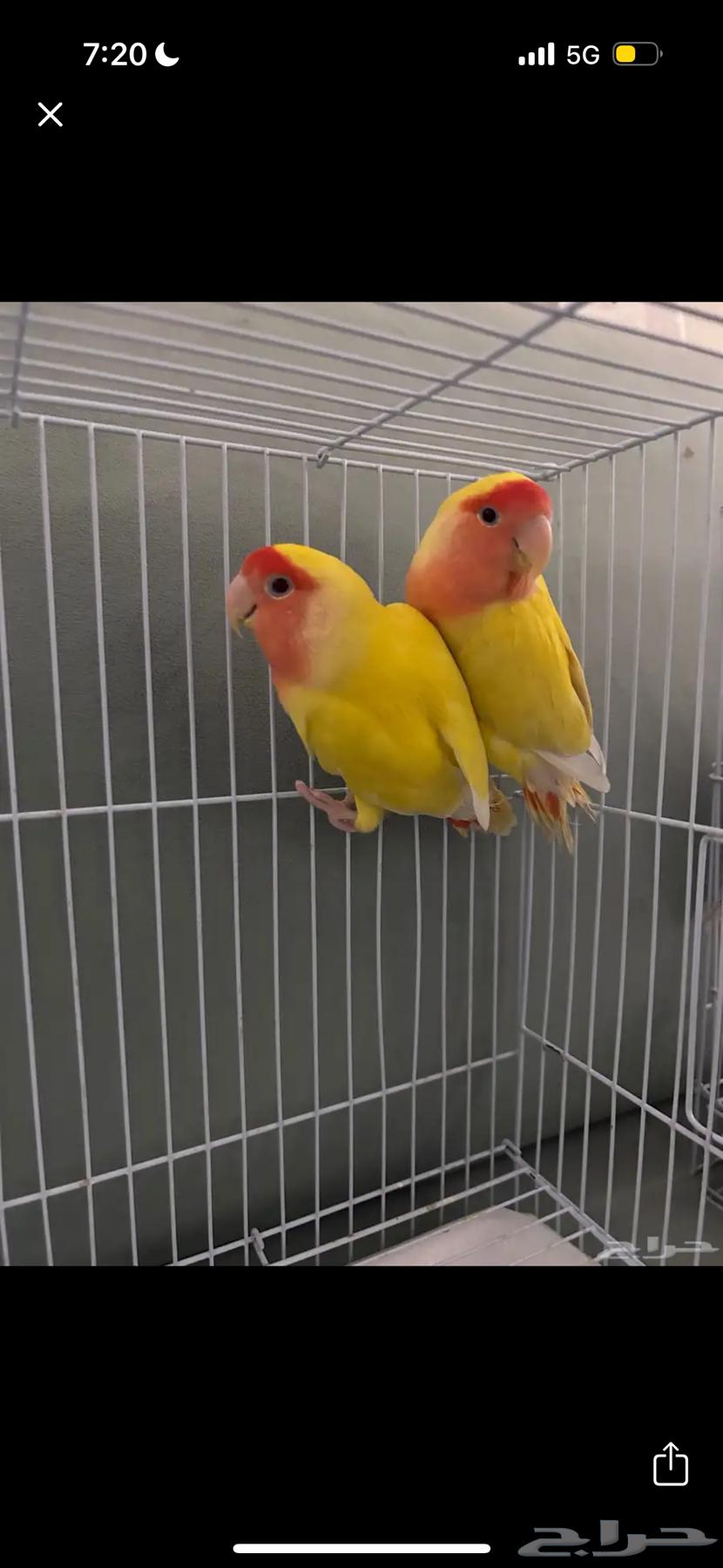 جوز روز64403011797507110