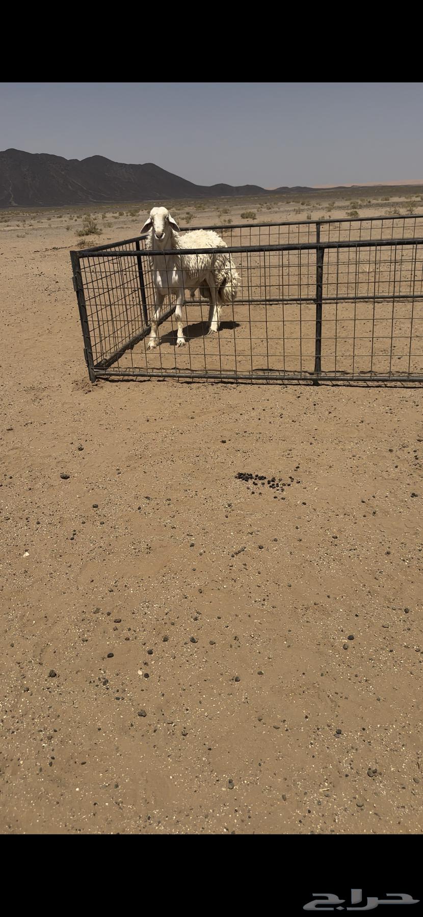 High-quality Stud for Urgent Sale63619556465921110