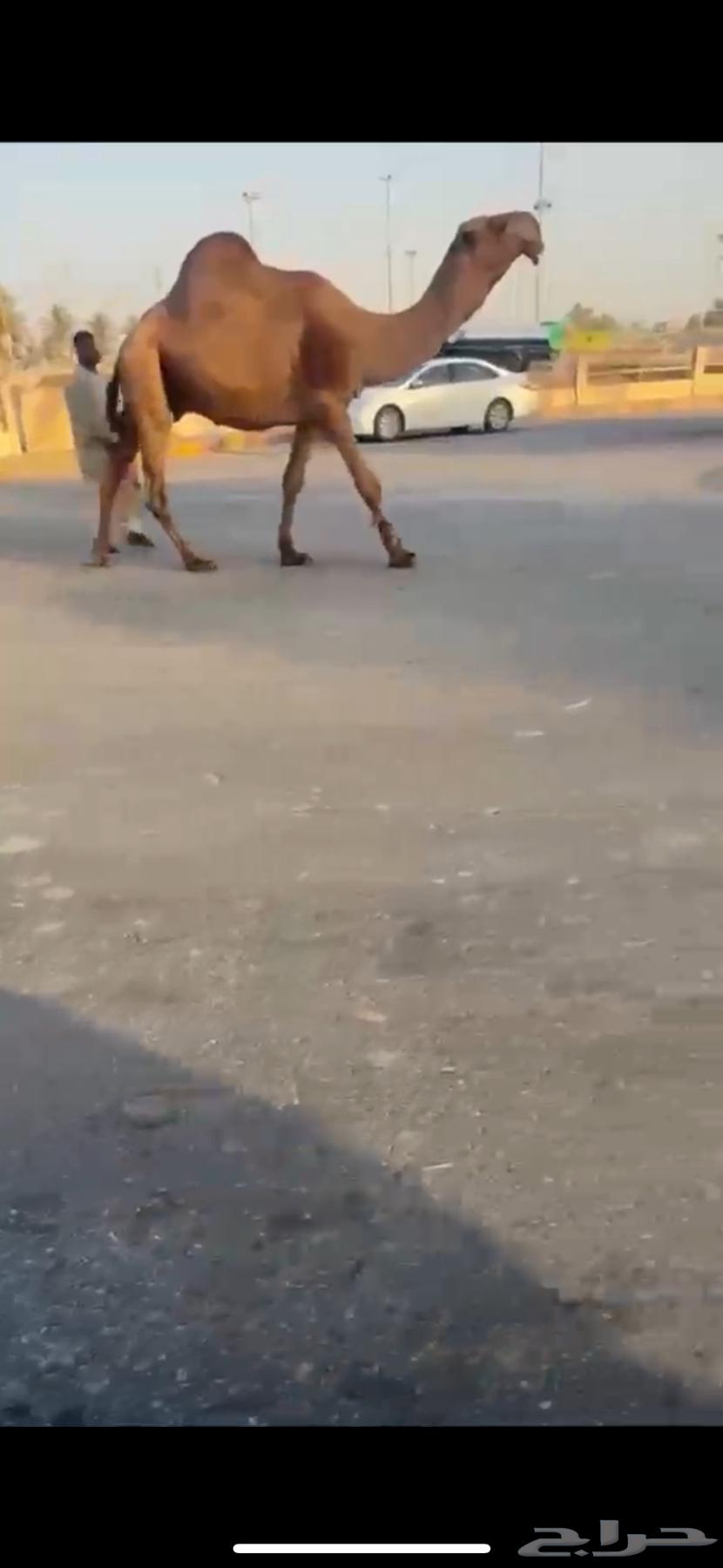 للبيع البعير الكفو المنتج64403251244929110