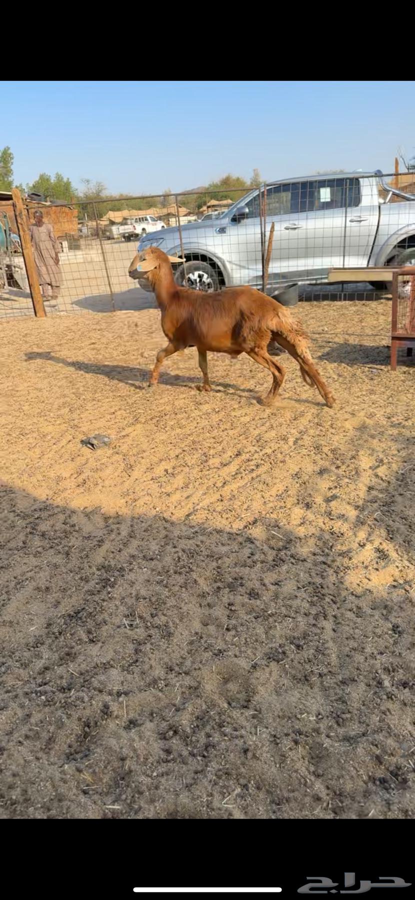 سواكني تربيه ( تم البيع )64402119841283110