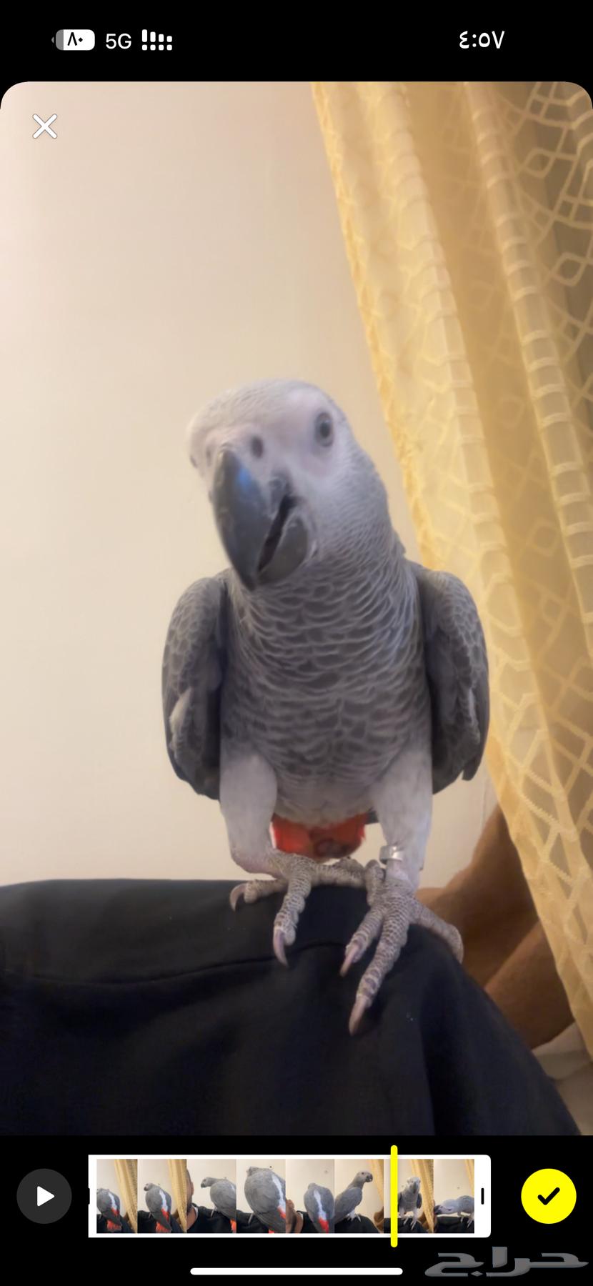 كاسكو هولندي فرخ64401897677057112