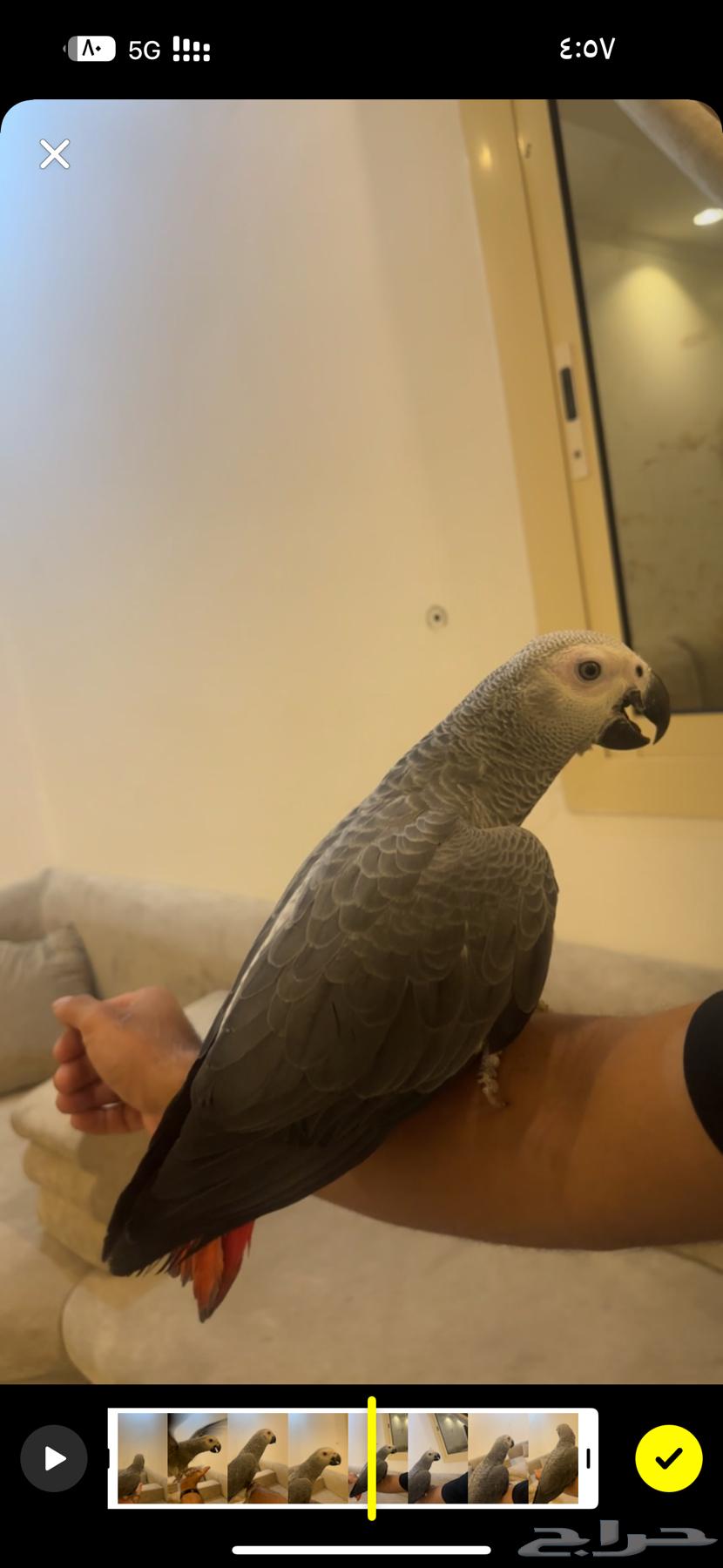 كاسكو هولندي فرخ64401897677057111