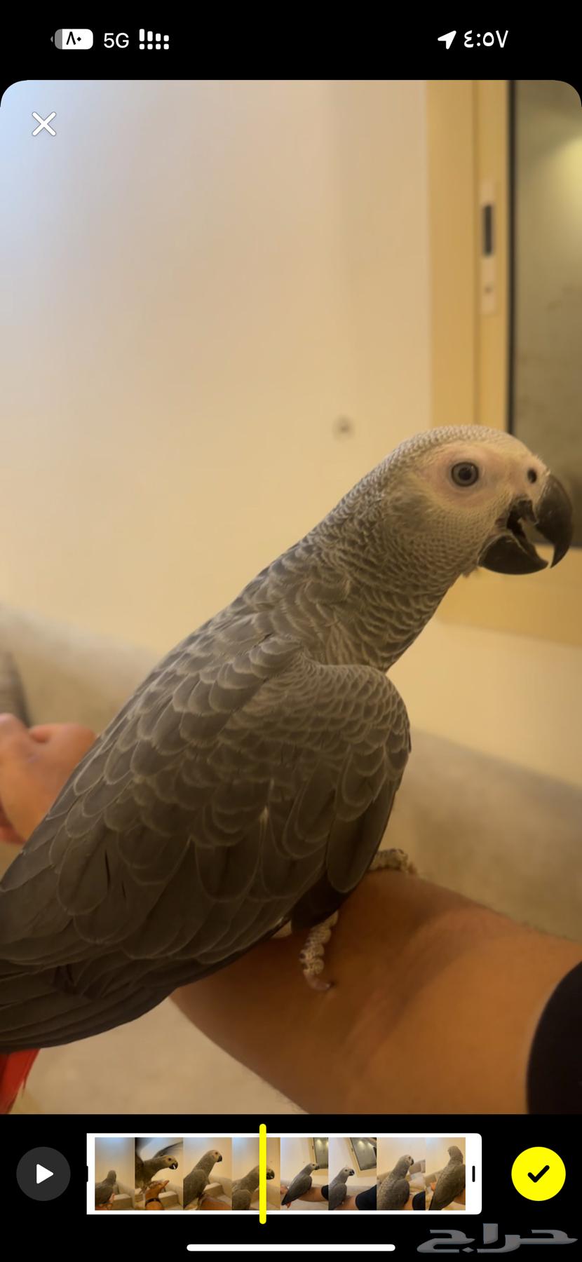 كاسكو هولندي فرخ64401897677057110