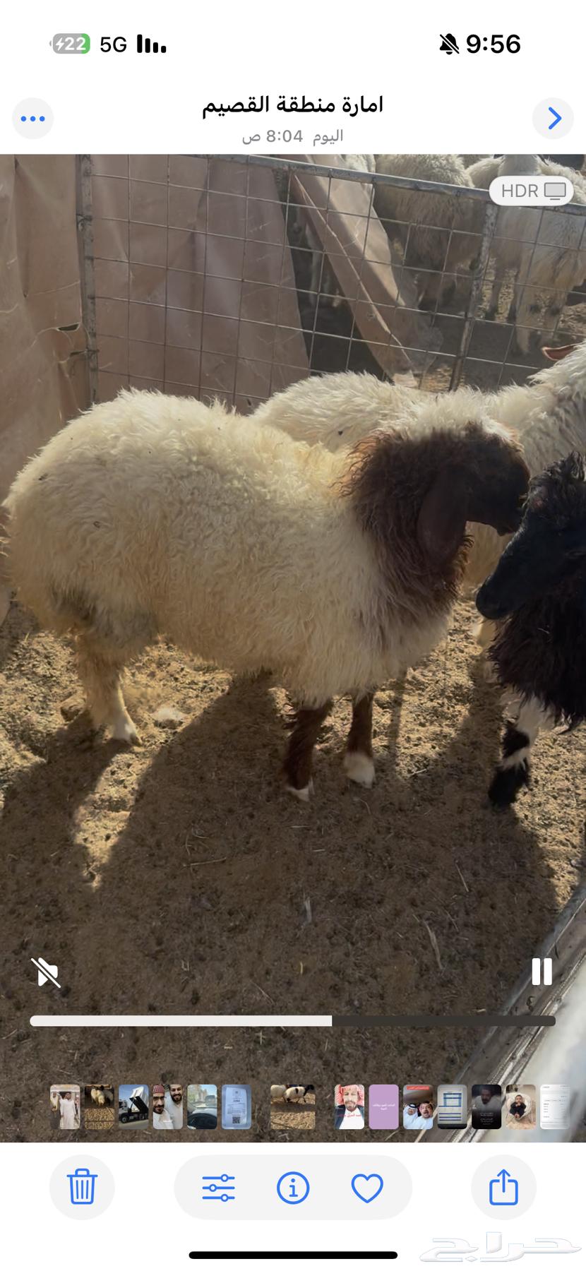 رخال طيبه مغلقه ذبايح64404181157251110