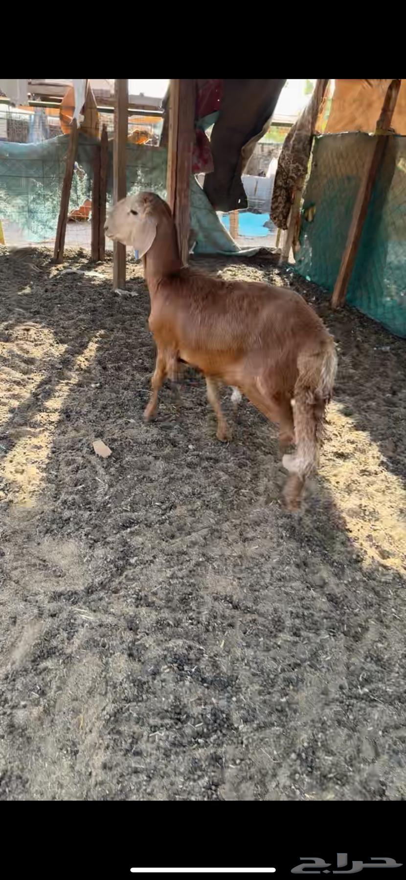 سواكني تربيه ( تم البيع )64402119841283111