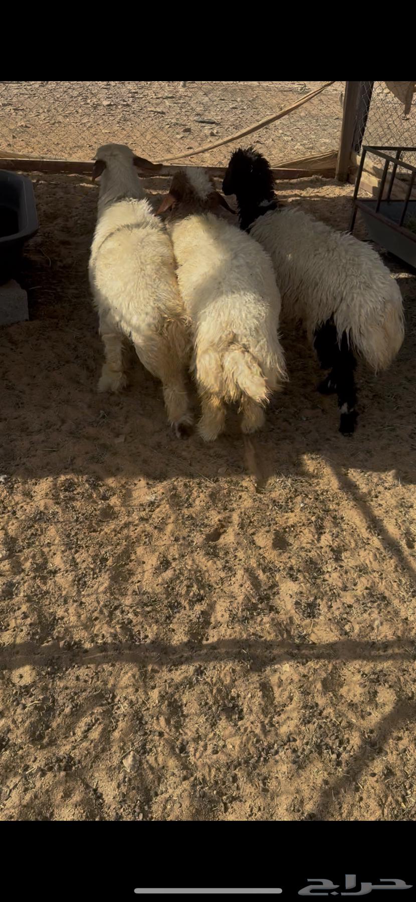 رخال طيبه مغلقه ذبايح64404181157251111