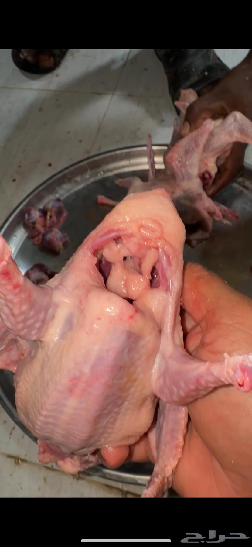 زغليل فرنسي مذبوح للبيع64390026754051114