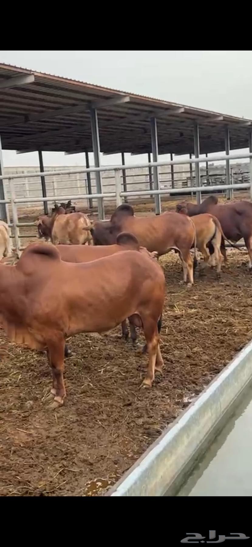 Luxury cattle, health guaranteed63619563864963112