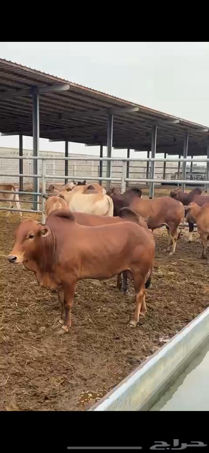 Luxury cattle, health guaranteed63619563864963113