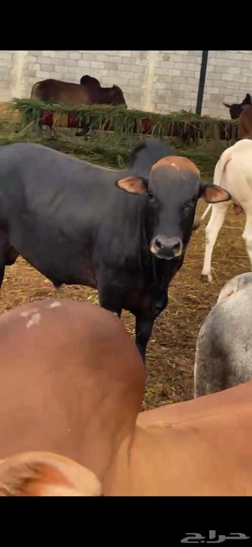 Luxury cattle, health guaranteed63619563864963111