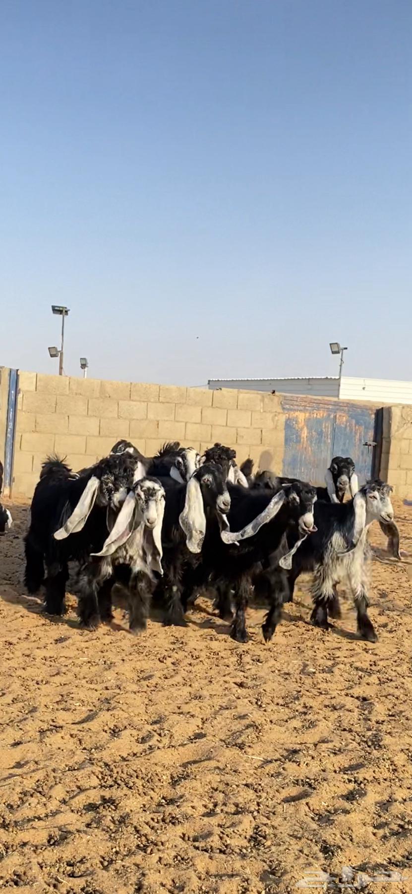 Timber support brackets64403521078274110