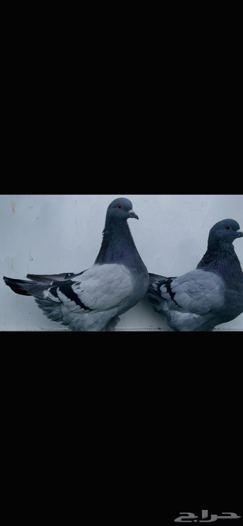 طبه فرش بلوبار top64402998056450114