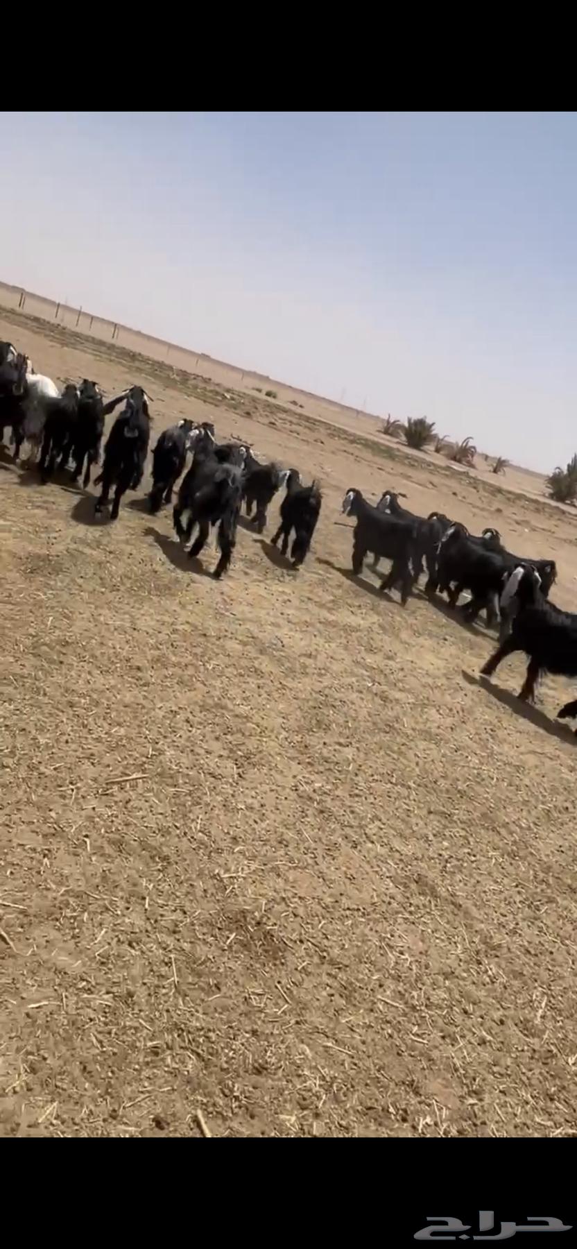 Jafar small livestock with good signs for Al-Qunai only, final64397102279553113