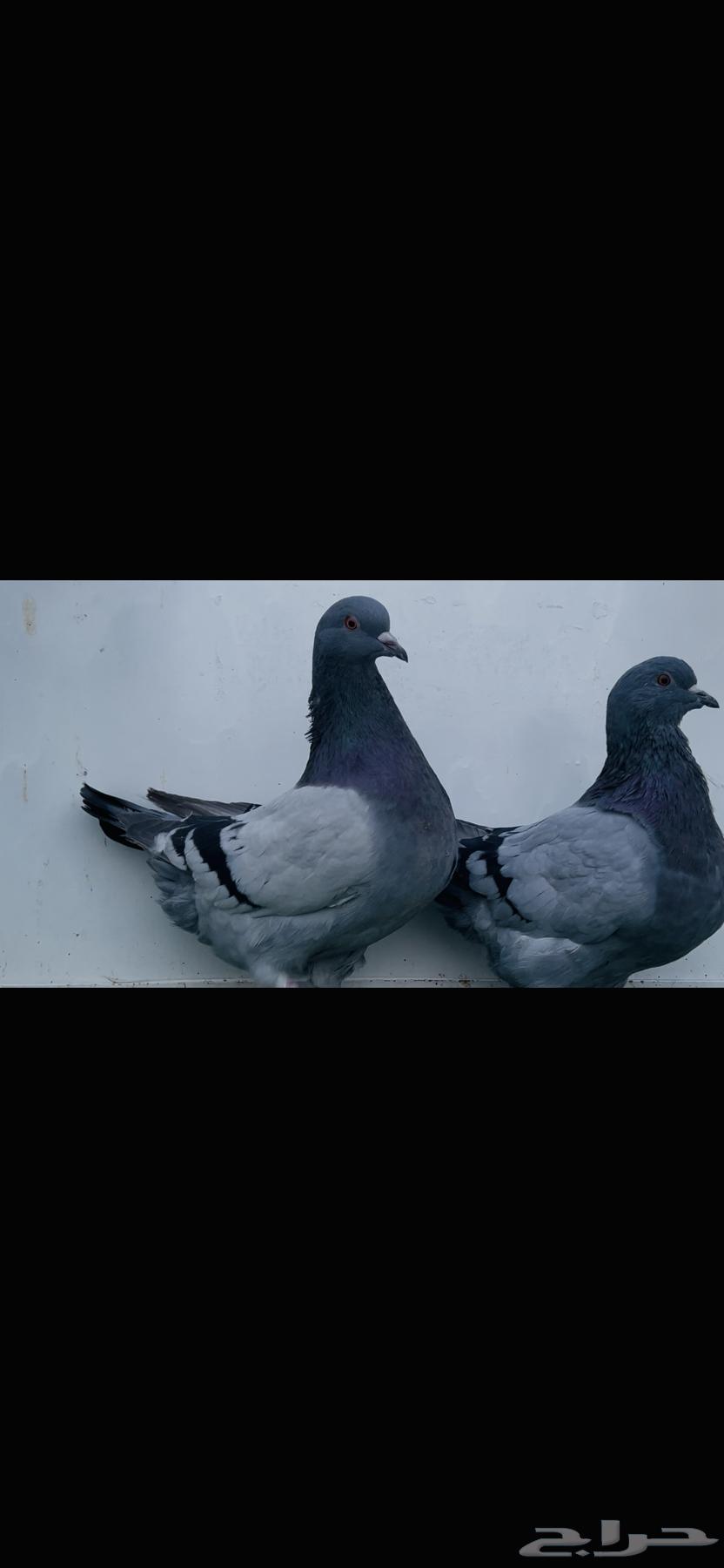 طبه فرش بلوبار top64402998056450112