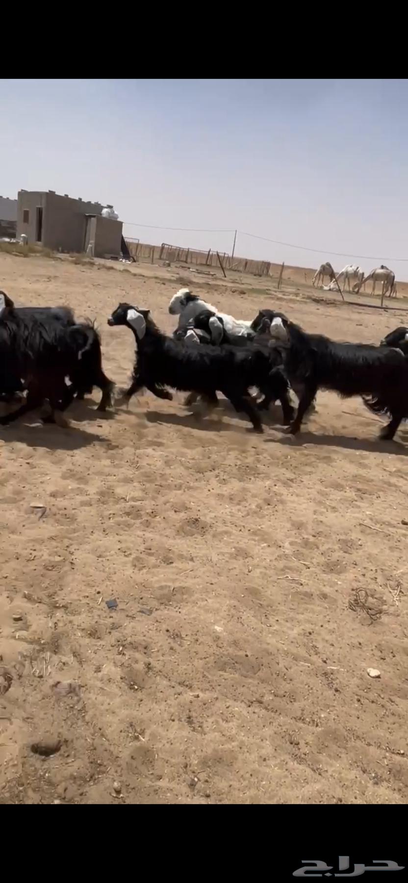 Jafar small livestock with good signs for Al-Qunai only, final64397102279553114