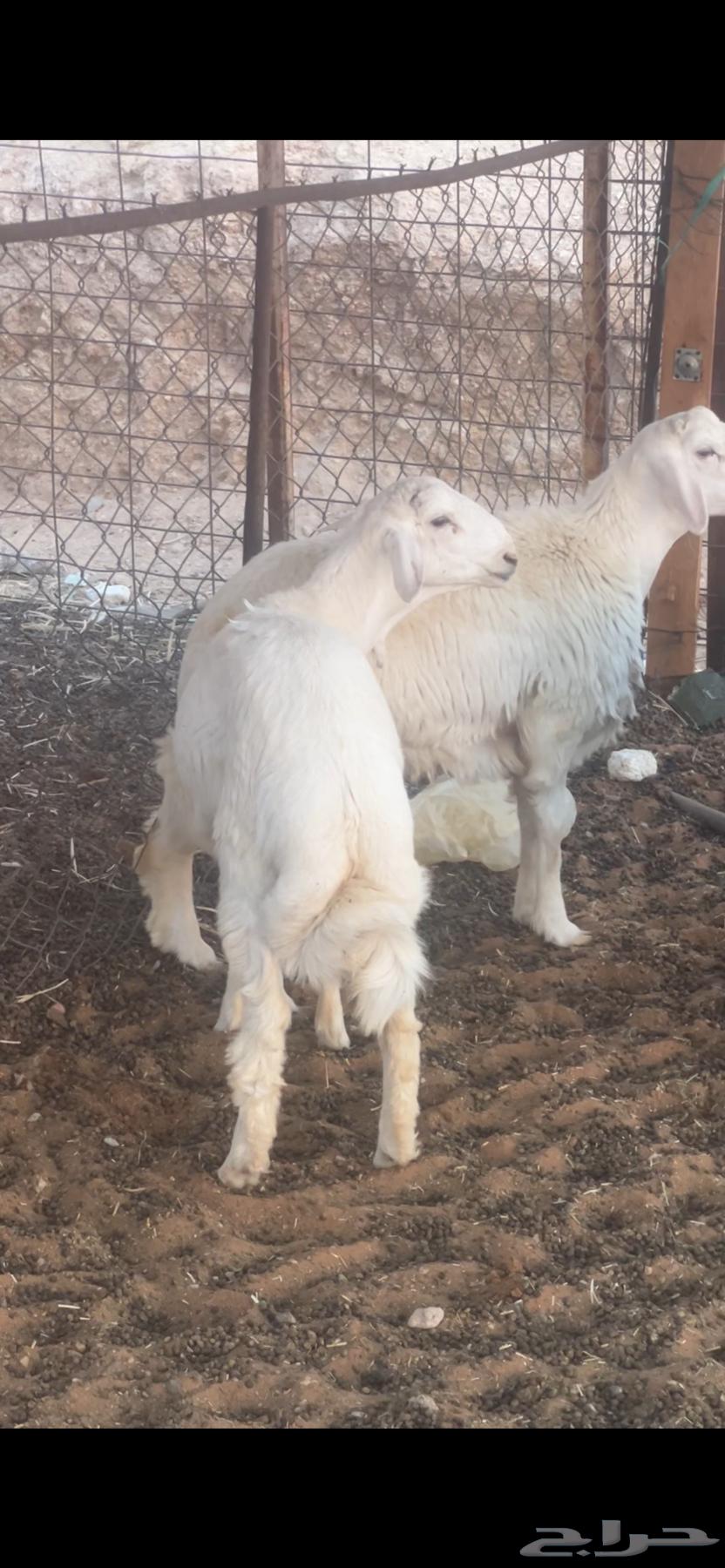 Goat and lamb slaughter, delivery available64401717167363110