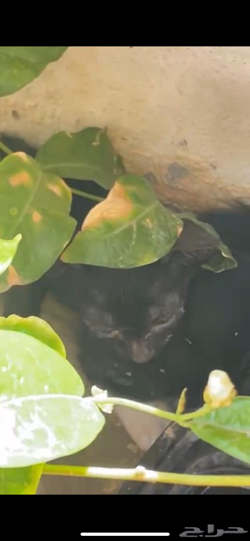 تبني قطط صغيرة   مكة64402983445121112