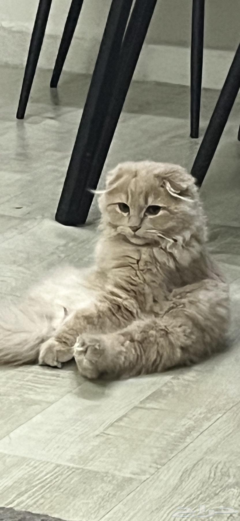 قط للبيع سكوتش شيرازي64402595166849110