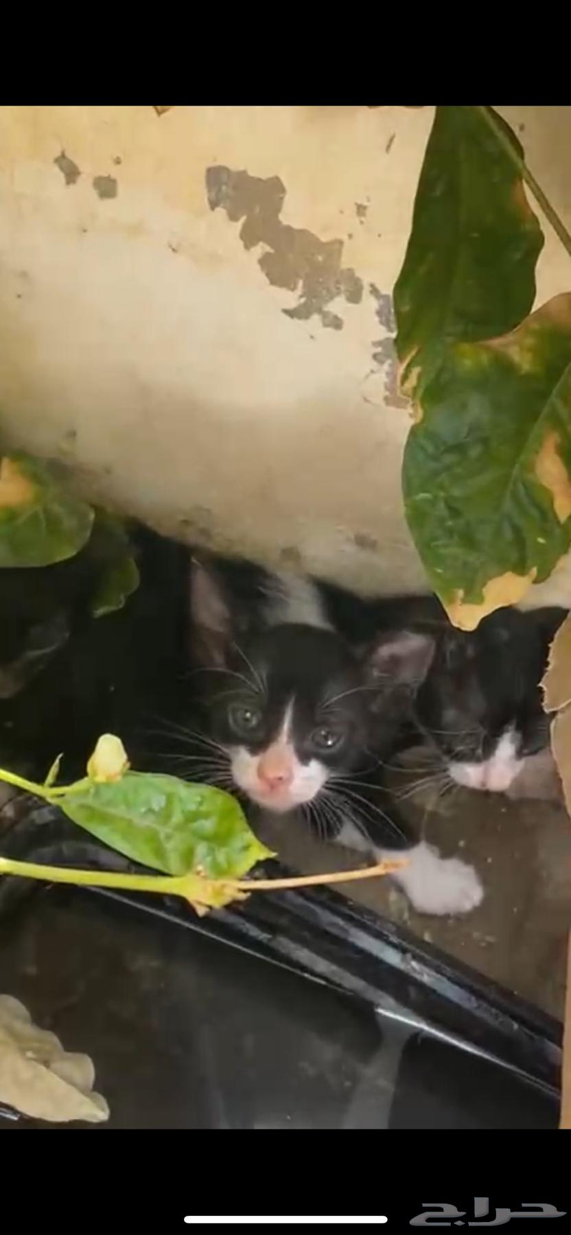 تبني قطط صغيرة   مكة64402983445121111