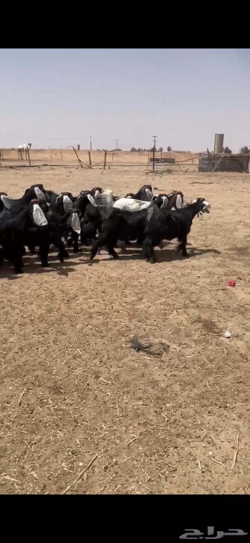 Jafar small livestock with good signs for Al-Qunai only, final64397102279553111