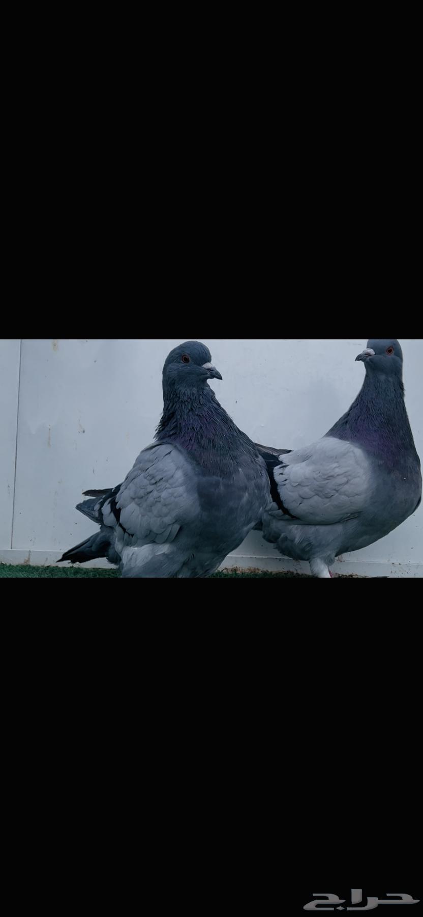 طبه فرش بلوبار top64402998056450111