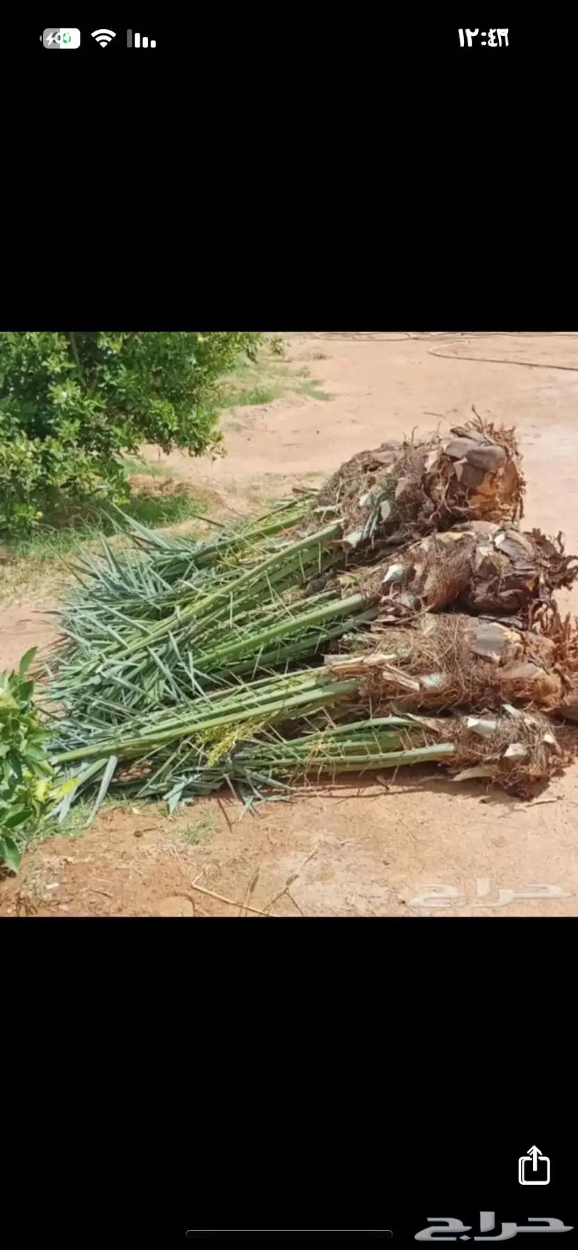 فسائل نخل للبيع جميع الأنواع في المملكة العربية السعودية63619654161411113