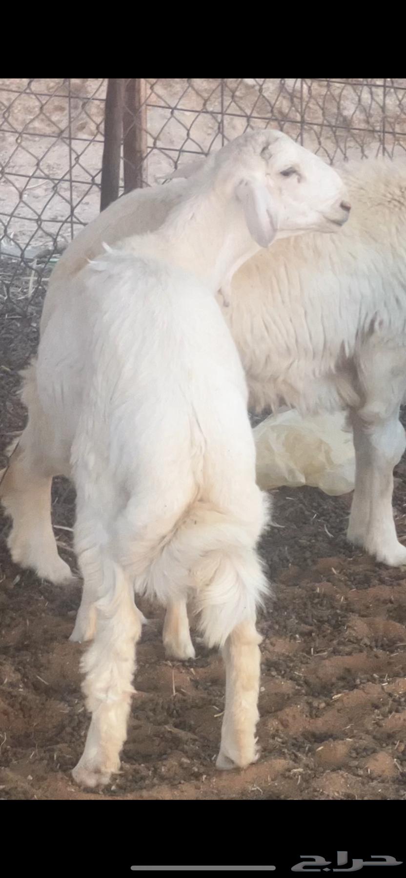 Goat and lamb slaughter, delivery available64401717167363112