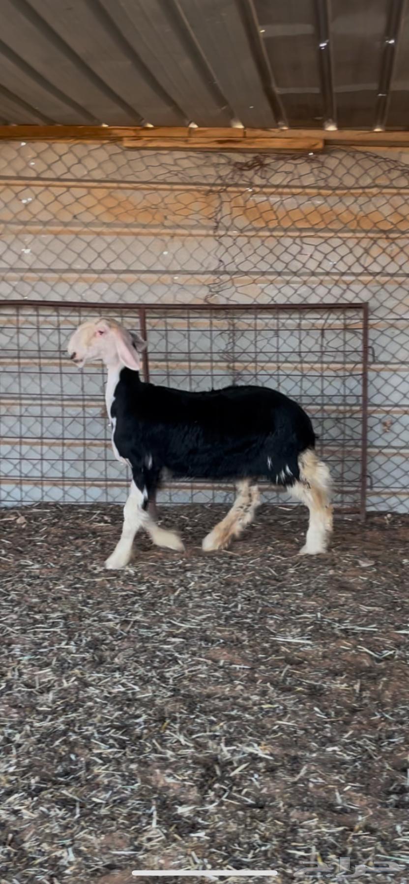 رخل نجديه صنف64392031767809110