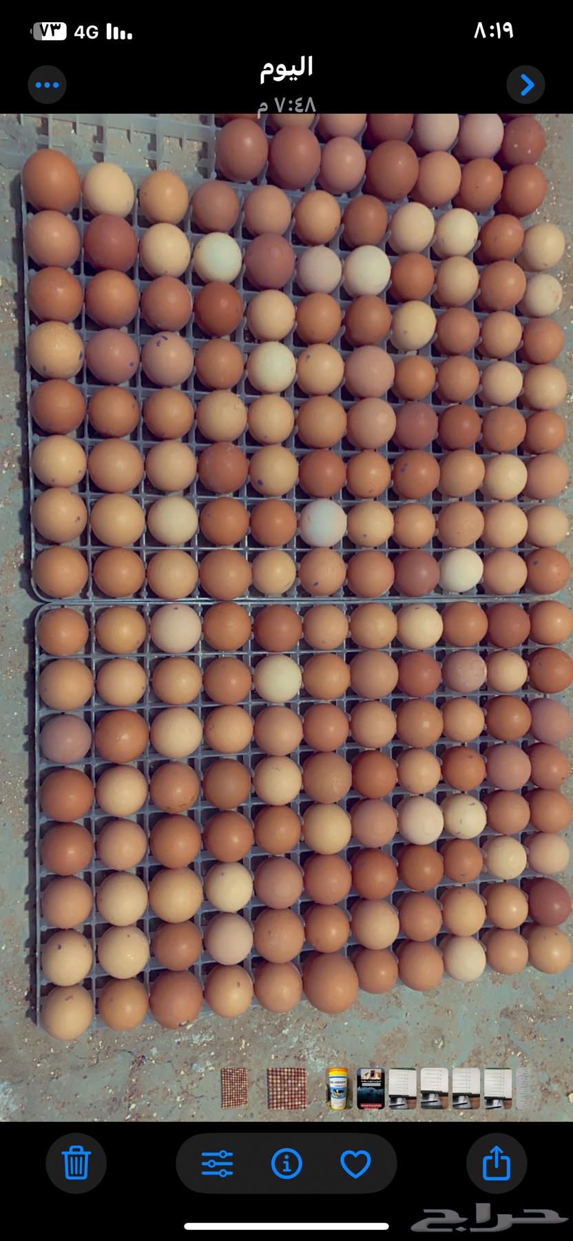 بيض مخصب دجاج لوهمان براون الماني مستورد64402775806083110