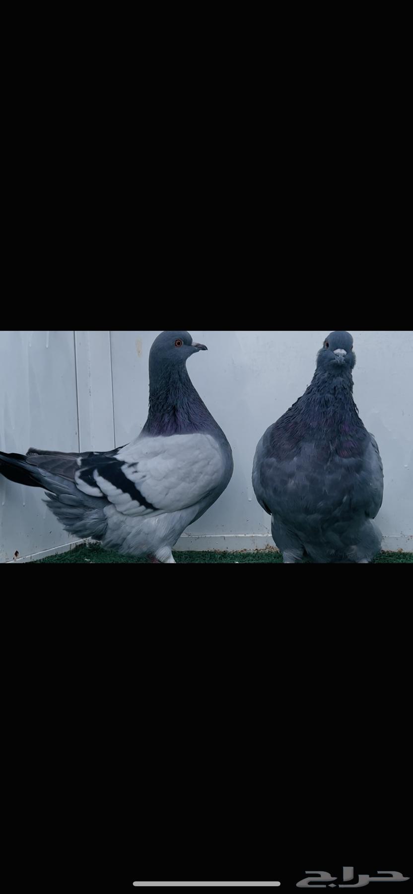 طبه فرش بلوبار top64402998056450113