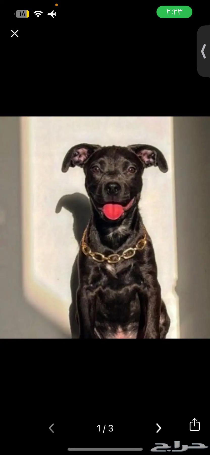 انثى بيتبول هجين روت64389128003714110