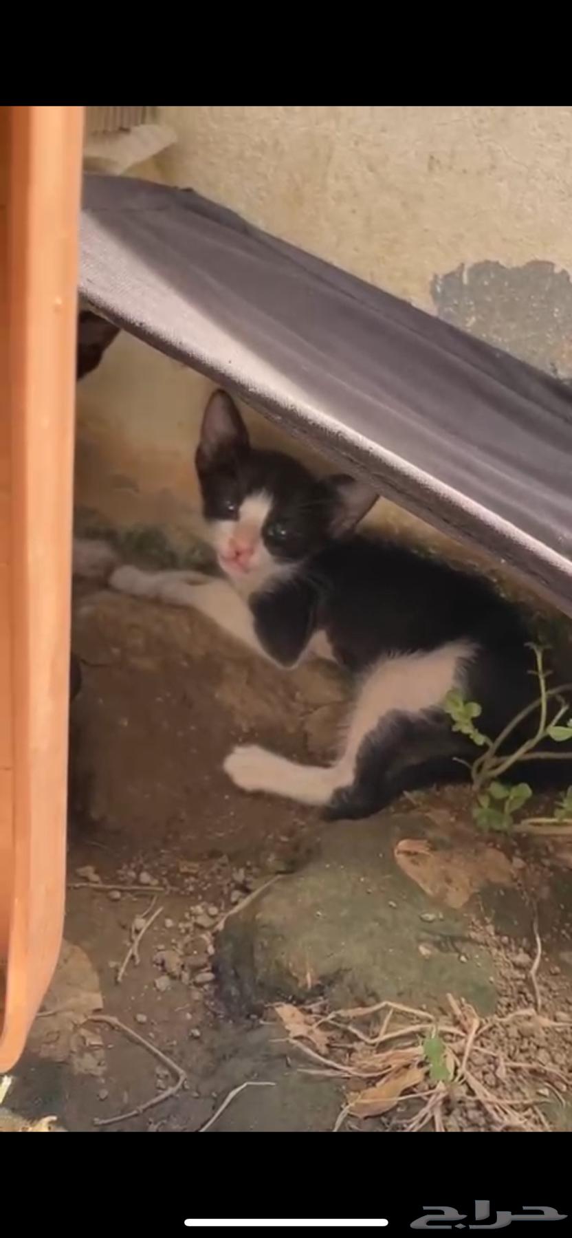 تبني قطط صغيرة   مكة64402983445121110