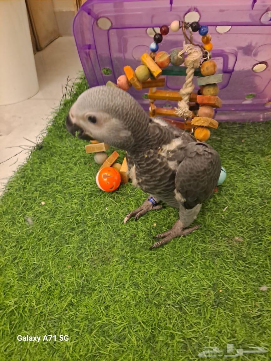 Farkh Kasko64403442592514110