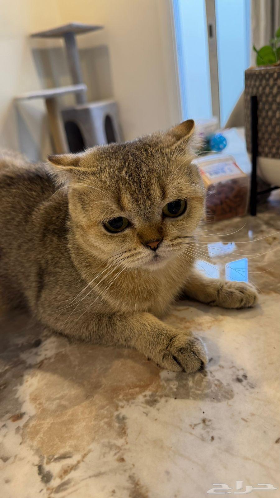 قطوه سكوتش فولد64402761976706114