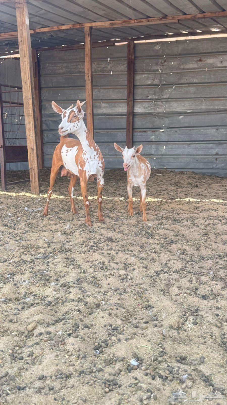 Omani goats64403633346049114