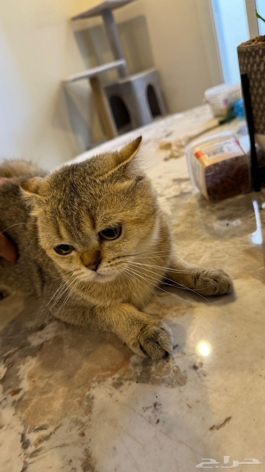 قطوه سكوتش فولد64402761976706112