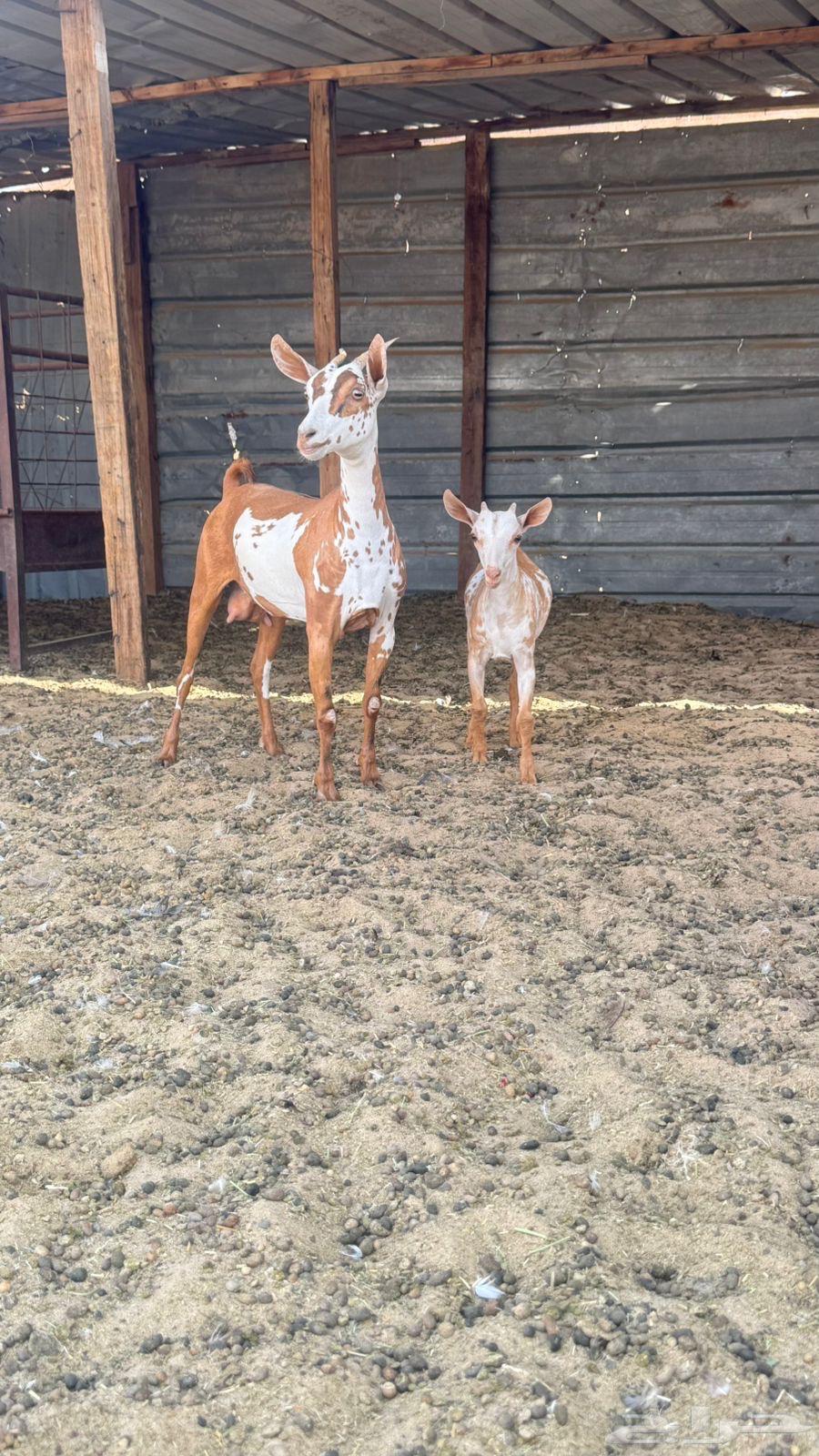 Omani goats64403633346049113