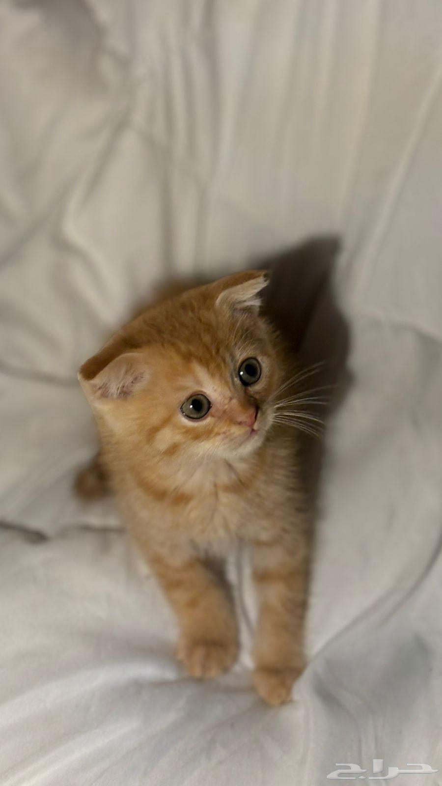 قطط سكوتش للبيع64403268691585111
