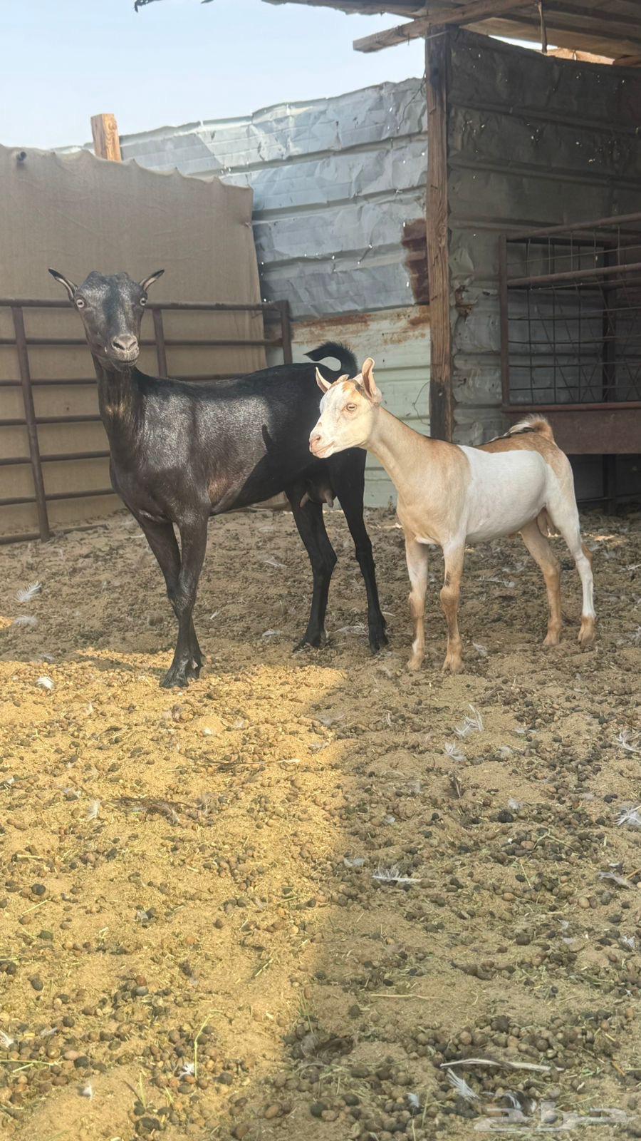 Omani goats64403633346049110