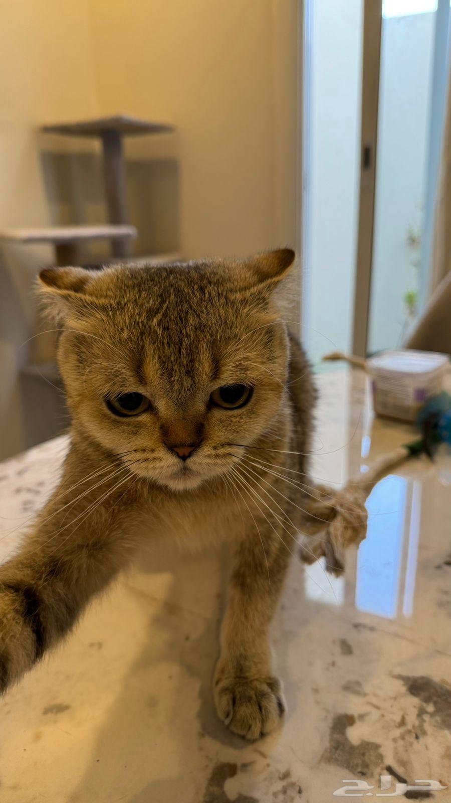 قطوه سكوتش فولد64402761976706113