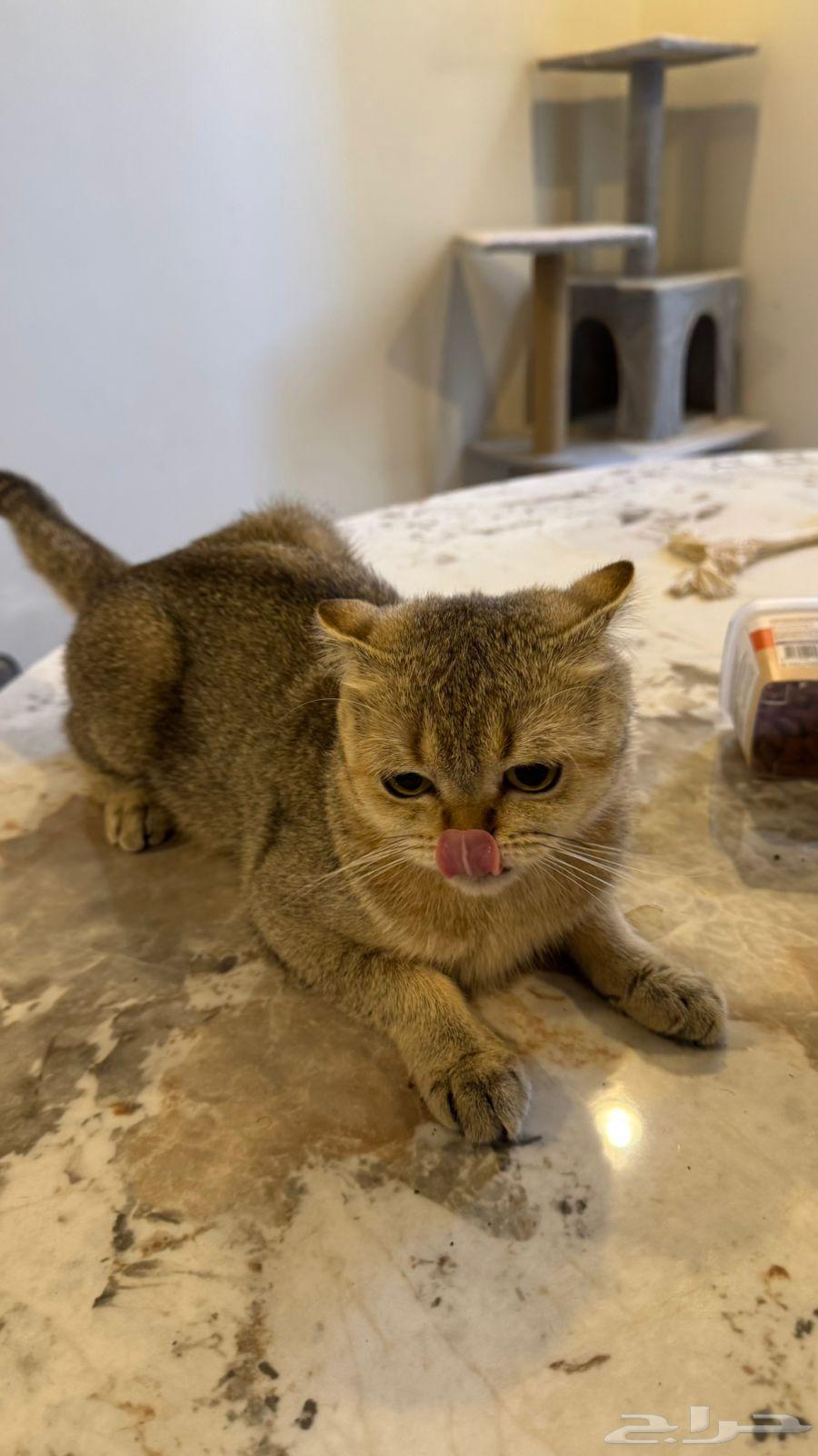 قطوه سكوتش فولد64402761976706111