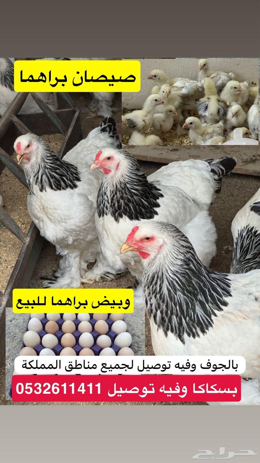 صيصان براهما كولمبي فاخر شهرين64402650206721112