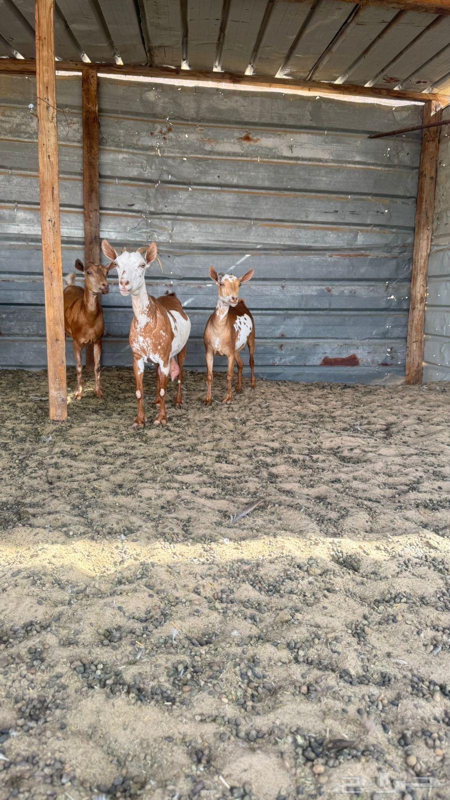 Omani goats64403633346049112