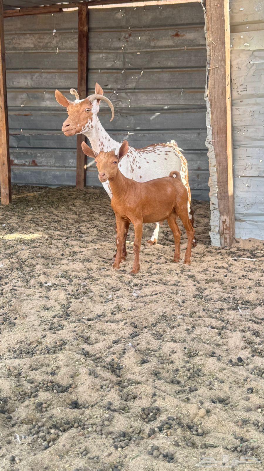 Omani goats64403633346049111