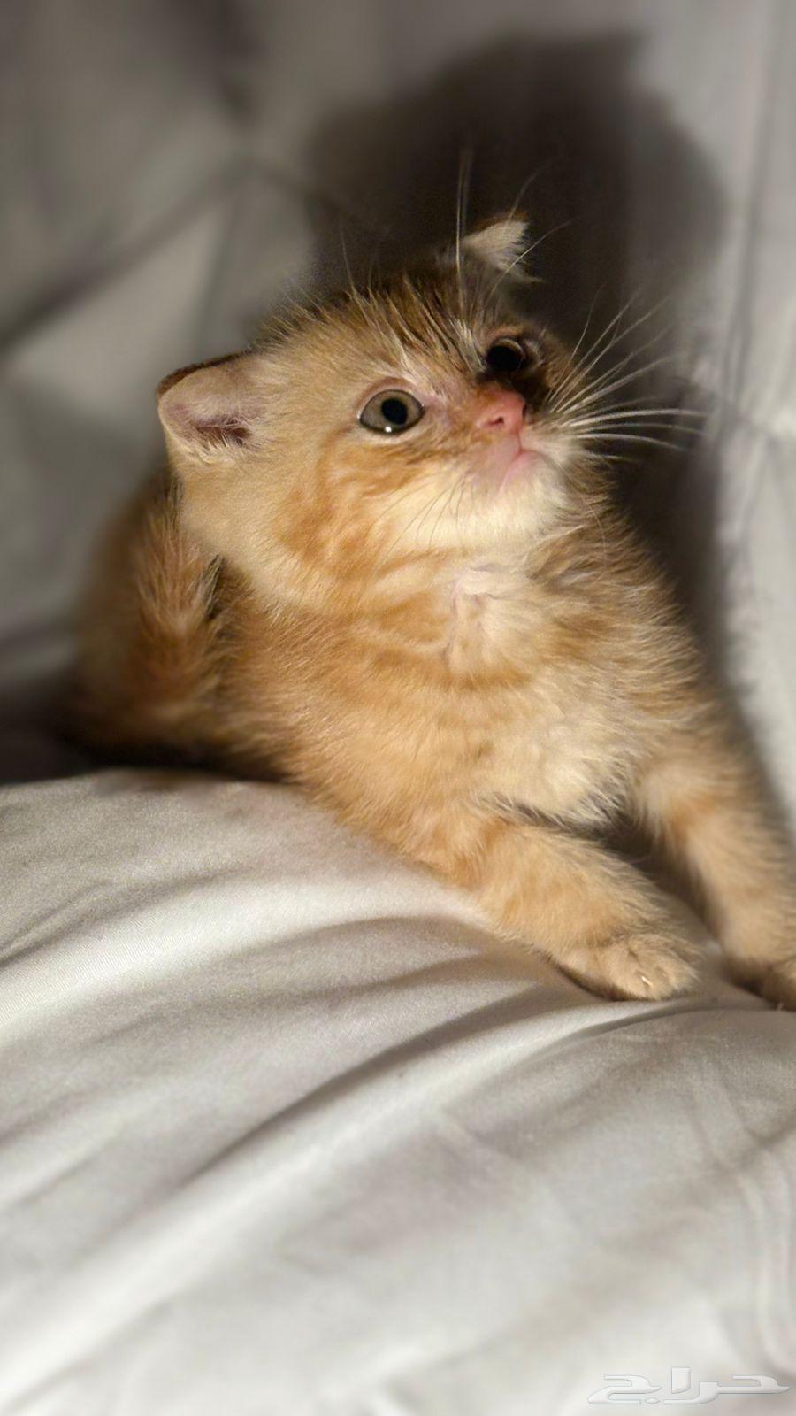 قطط سكوتش للبيع64403268691585112